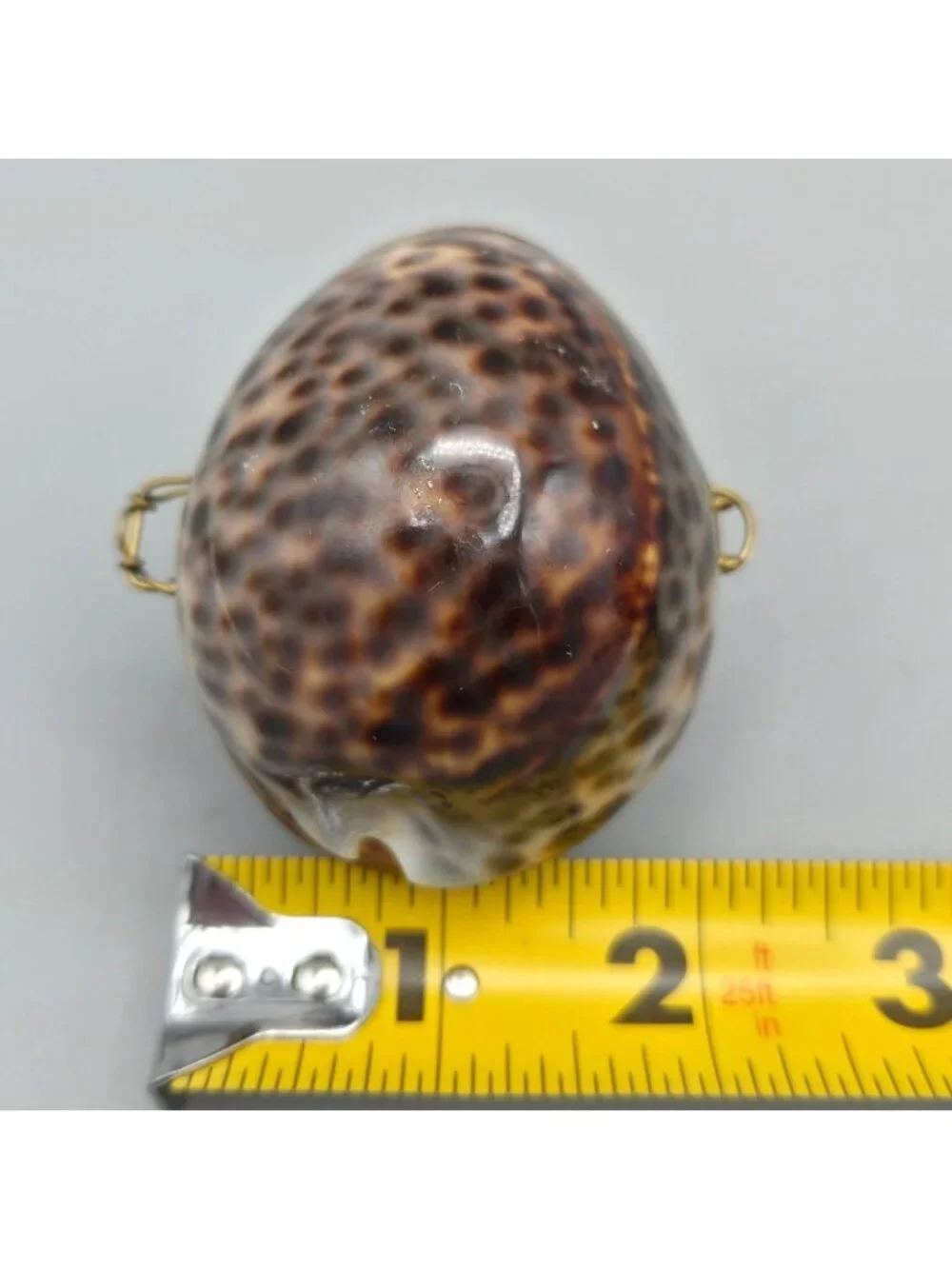 Vtg Tiger Cowrie Sea Shell Hinged Trinket Box Brass Clasp 2.5
